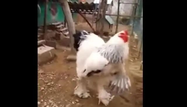Насколько велик садовый стул?