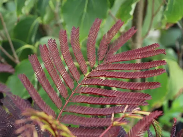 Как вы ухаживаете за Albizia julibrissin?