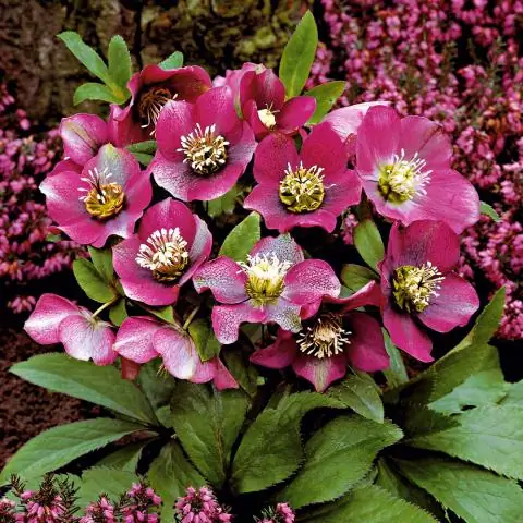 Являются ли Larkspur многолетними растениями?