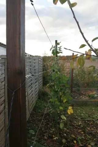 Можно ли вырастить малину на шпалере?