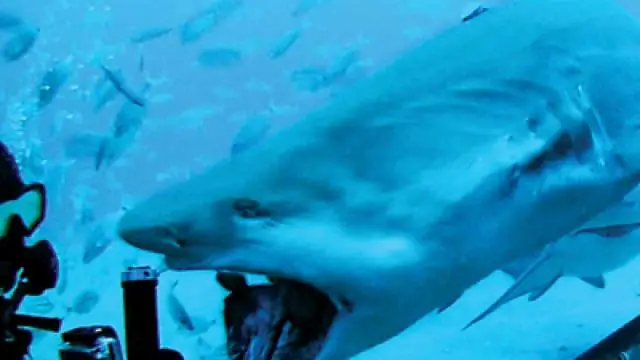 Что такое защитное средство для металла Sharkhide?