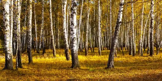 Как быстро растет чайное оливковое дерево?