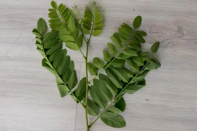 Как мне избавиться от Rosa rugosa?