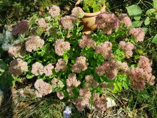В какую почву вы сажаете Acers?