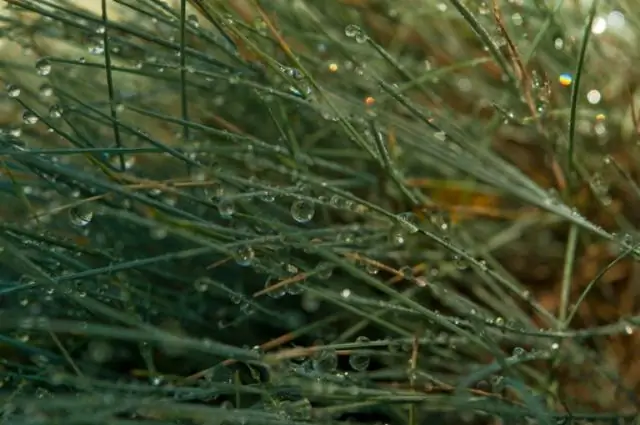 Как разводить Festuca glauca?