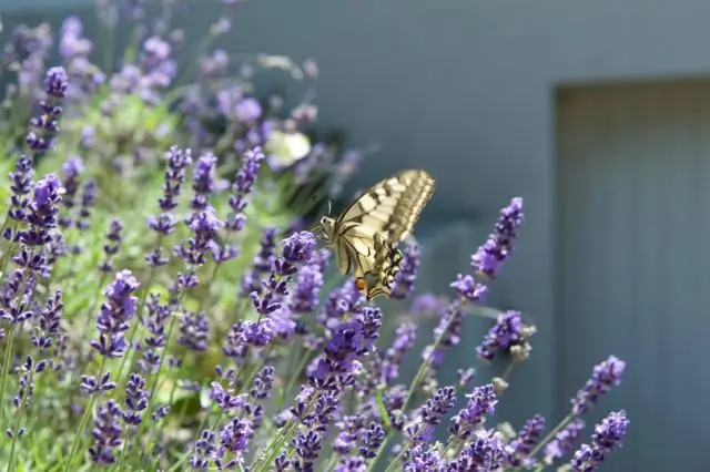Насколько близко я могу посадить итальянские кипарисы?