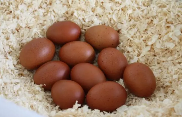 Можете ли вы положить куриные кости в InSinkErator?
