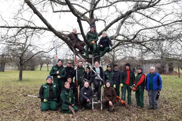 Как обрезать кордонную грушу?