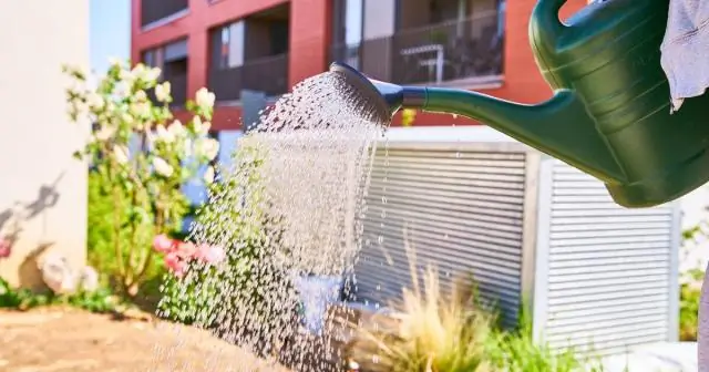 Стоит ли мульчировать вечнозеленые деревья?