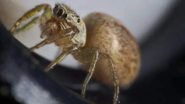 Как долго хранится масло из древесины австралийской компании Cabot?