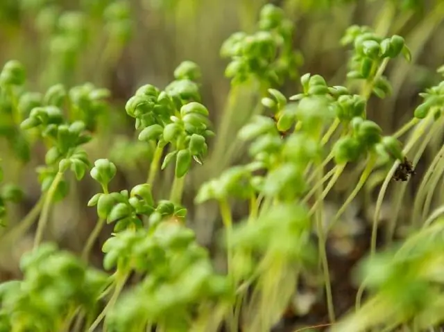 Нужен ли для прорастания овощных семян свет?