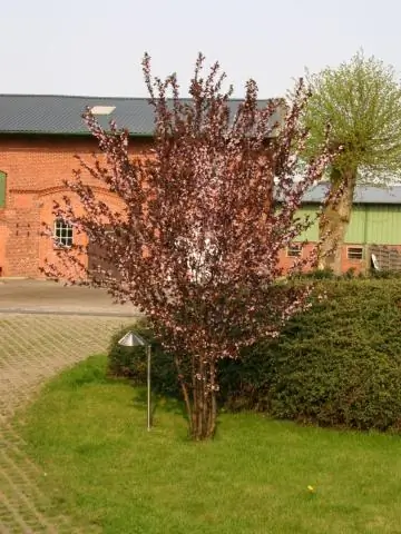 Вы сокращаете шалфей луговый?