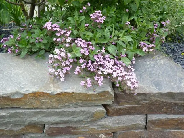 Как вырастить мшистую камнеломку?