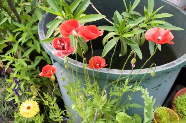 Есть ли у многолетних растений семена?