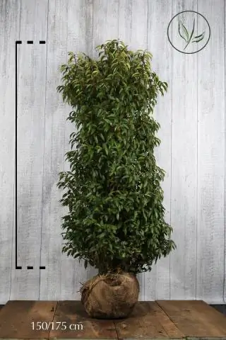 У декоративных трав неглубокие корни?