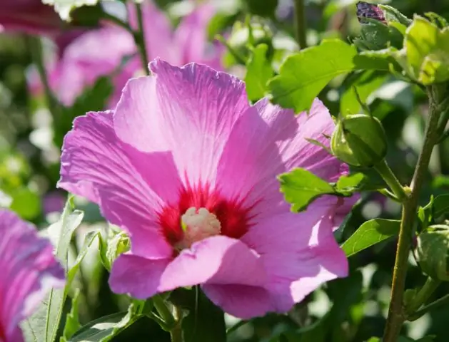 Как вы ухаживаете за гибискусом rosa sinensis?
