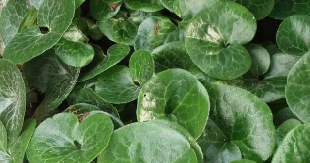 В тени растет кипарис?