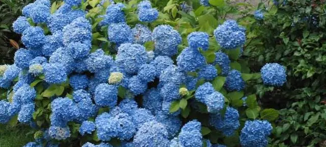 Как ухаживать за фиолетовой гортензией?