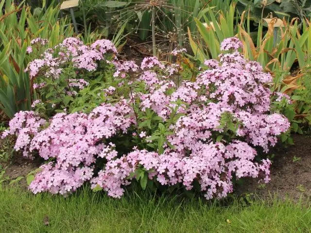 Как вы размножаете Saxifraga stolonifera?