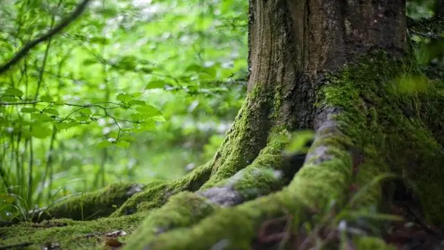 Какая самая лучшая древесина для забора из колотого рельса?