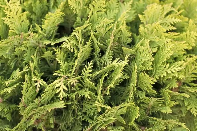 В Грузии растут кипарисы?