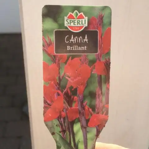 Съедобны ли луковицы канны?