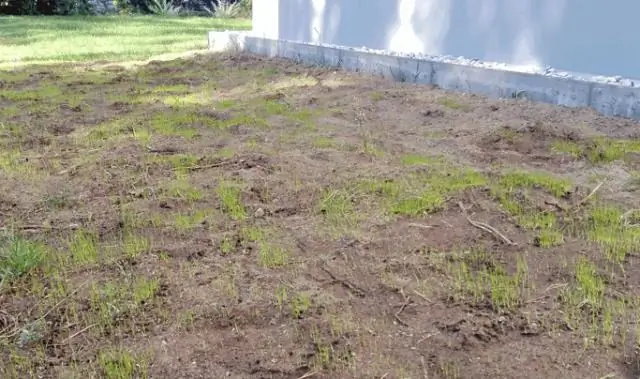 Сколько времени нужно, чтобы горох прорастал?