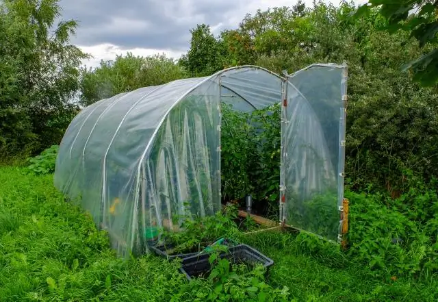 Какие растения для очистки воздуха самые лучшие?