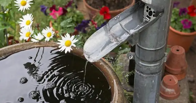 Могут ли горшечные растения жить в воде?