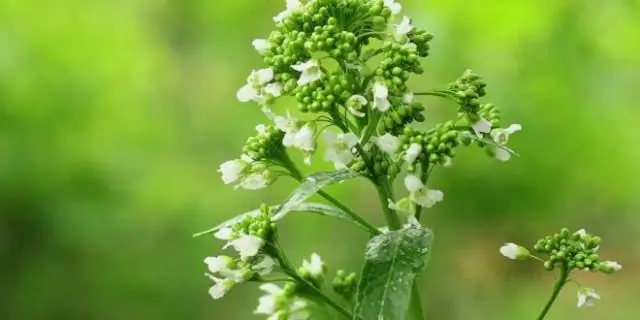 Можно ли выращивать цитрусовые в Аризоне?