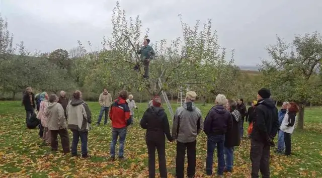 Как обрезать слишком высокую яблоню?