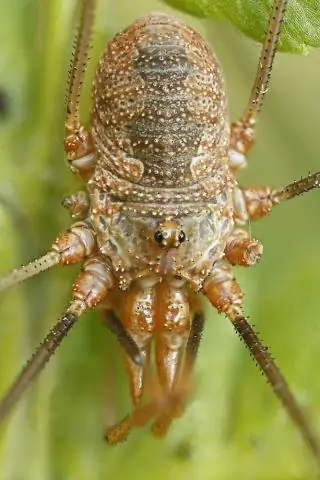 Как работает вакуумная сушилка?