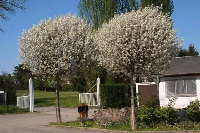 Индийский боярышник листопадный?