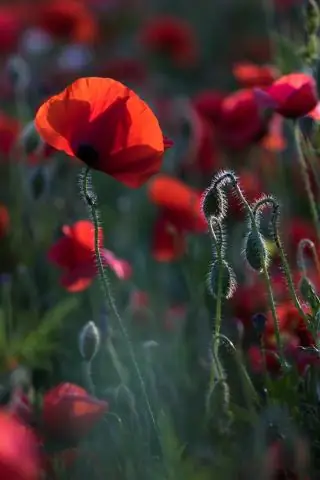 Что такое катушка переменного тока?