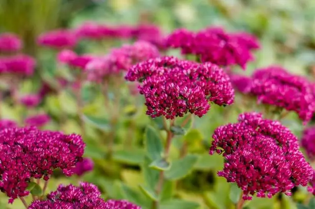 Как вы ухаживаете за Clavatum sedum?