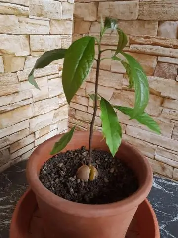 Можно ли сейчас посадить куст розы?
