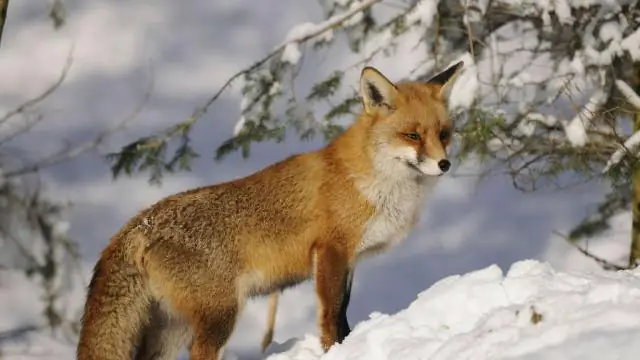 Предотвращают ли сточные отверстия конденсат?