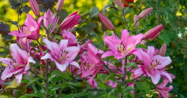 Как посадить кустовую речную березу?