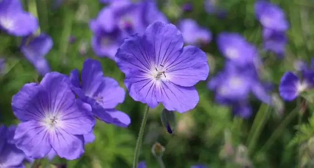 Polyanthus - многолетнее растение?