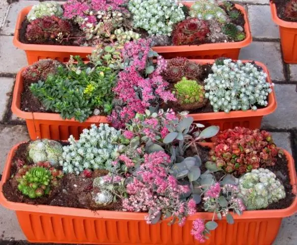 Можно ли пересаживать суккуленты зимой?