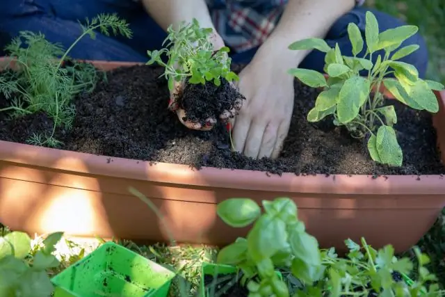 Какая лучшая почва для перца?