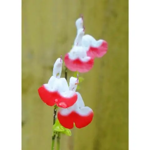 Вы подрезаете Salvia Hot Lips?