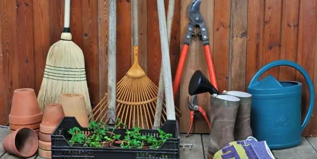 Как ухаживать за махровыми бегониями?