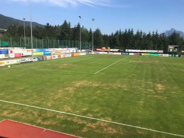 Сколько времени нужно ромашкам, чтобы вырасти из семян?