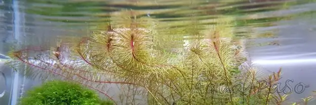 Как подрезать стебли водных растений?