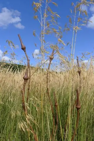 Следует ли сократить Stipa Tenuissima?