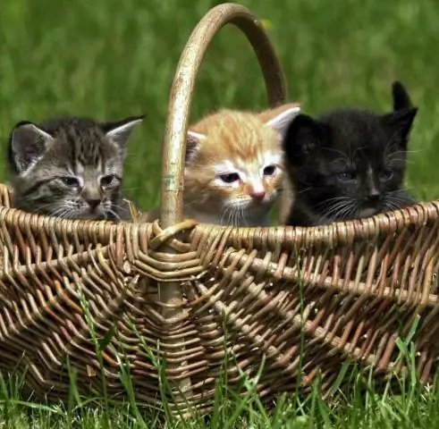 Срабатывают ли коты детекторы движения?