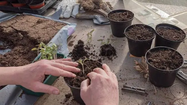 Нужны ли солнечные огни прямому солнечному свету?