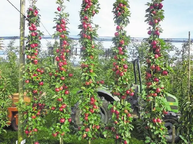 Подходит ли компост из грибов для фруктовых деревьев?