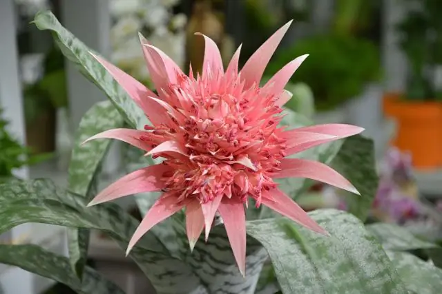 Можно ли сажать Aechmea fasciata на открытом воздухе?